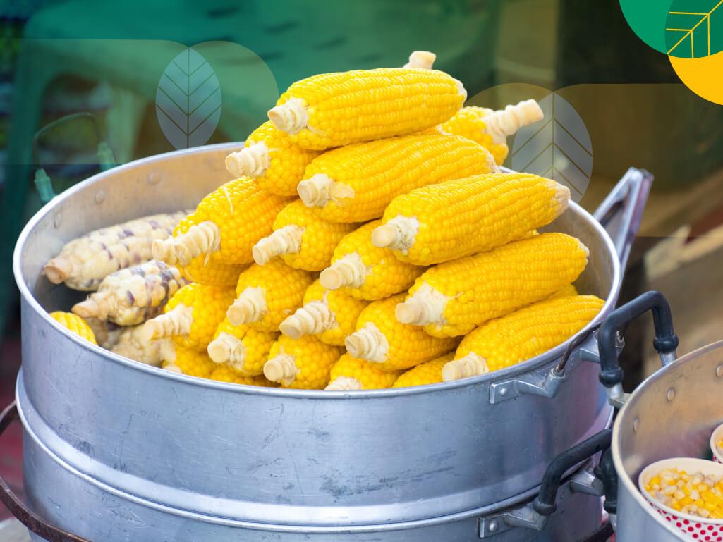 keunggulan jagung manis