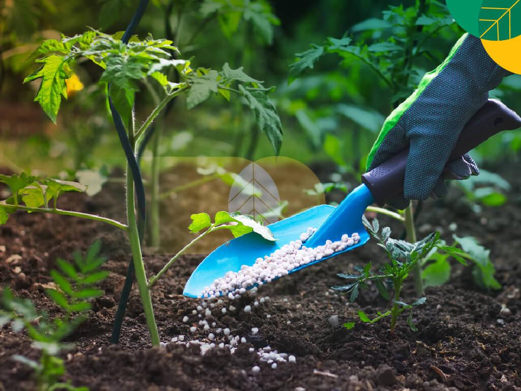 penggunaan pupuk KCL