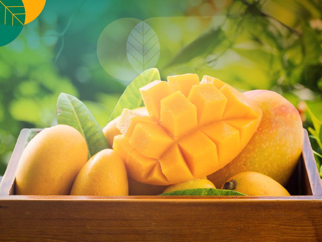 Manfaat buah mangga