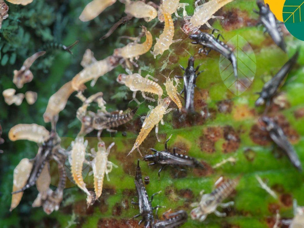 Hama Thrips