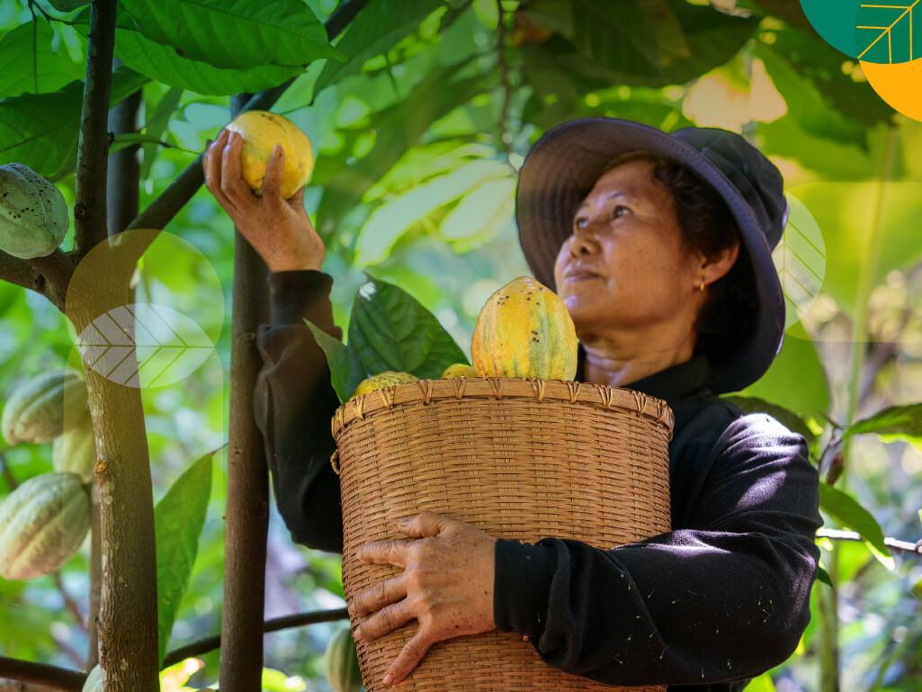 perkebunan kakai indonesia