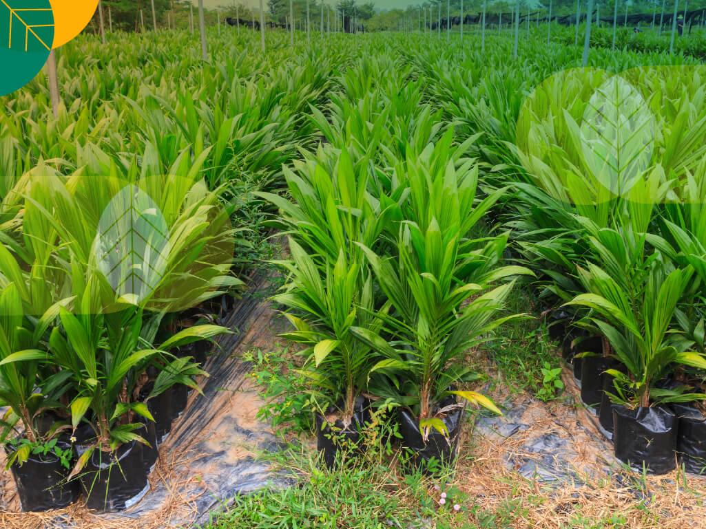 bibit sawit yang baik