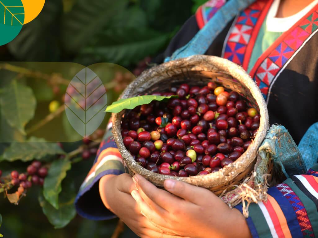 Perkebunan kopi Indonesia