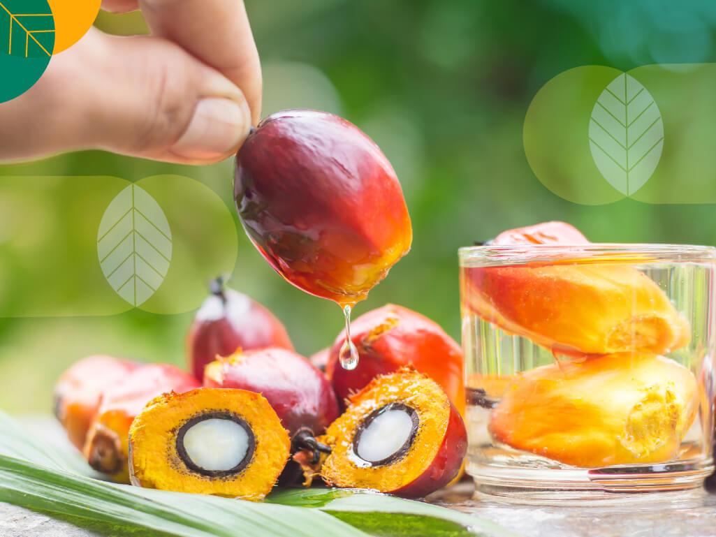buah kelapa sawit