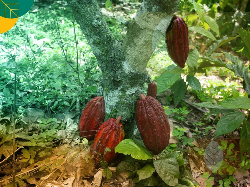 permasalahan perkebunan kakao
