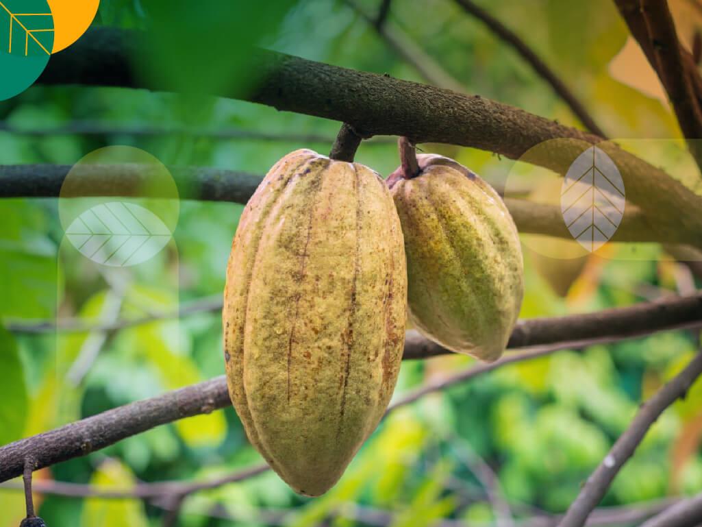 pemeliharaan tanaman kakao