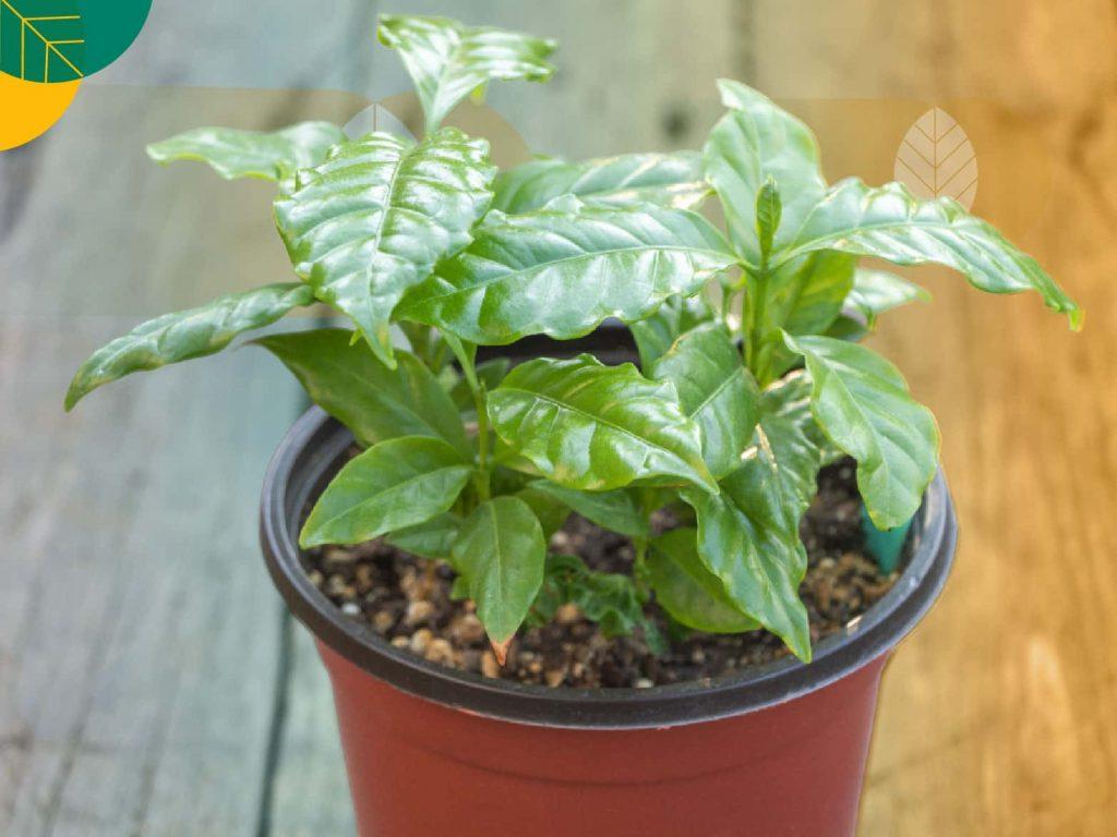 perawatan bibit kopi