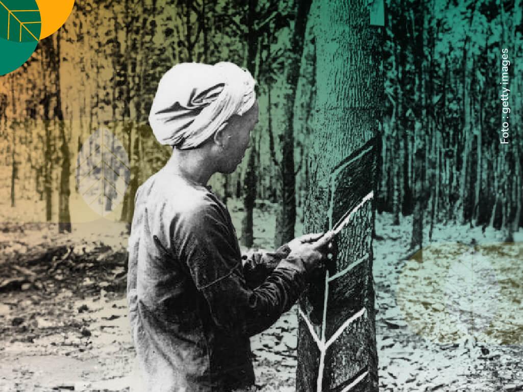 sejarah tanaman karet