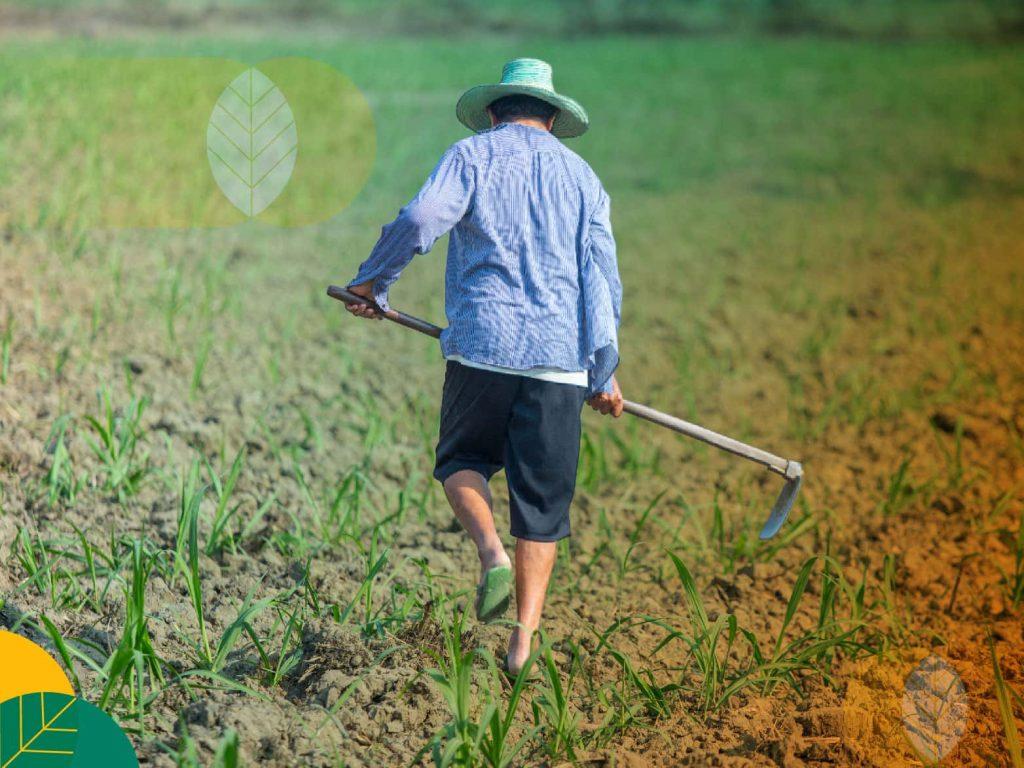 alat pertanian tradisional