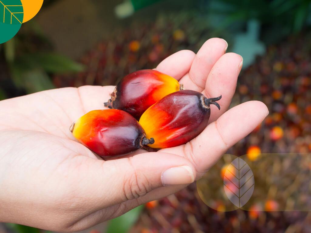 manfaat kelapa sawit