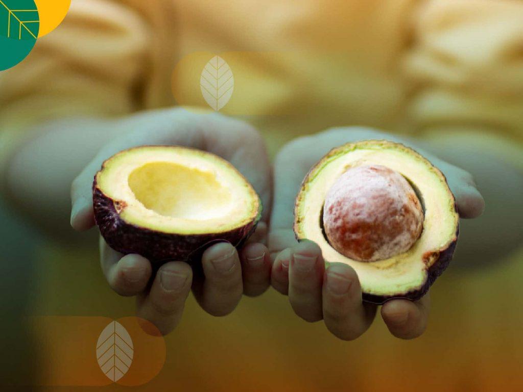 manfaat buah alpukat
