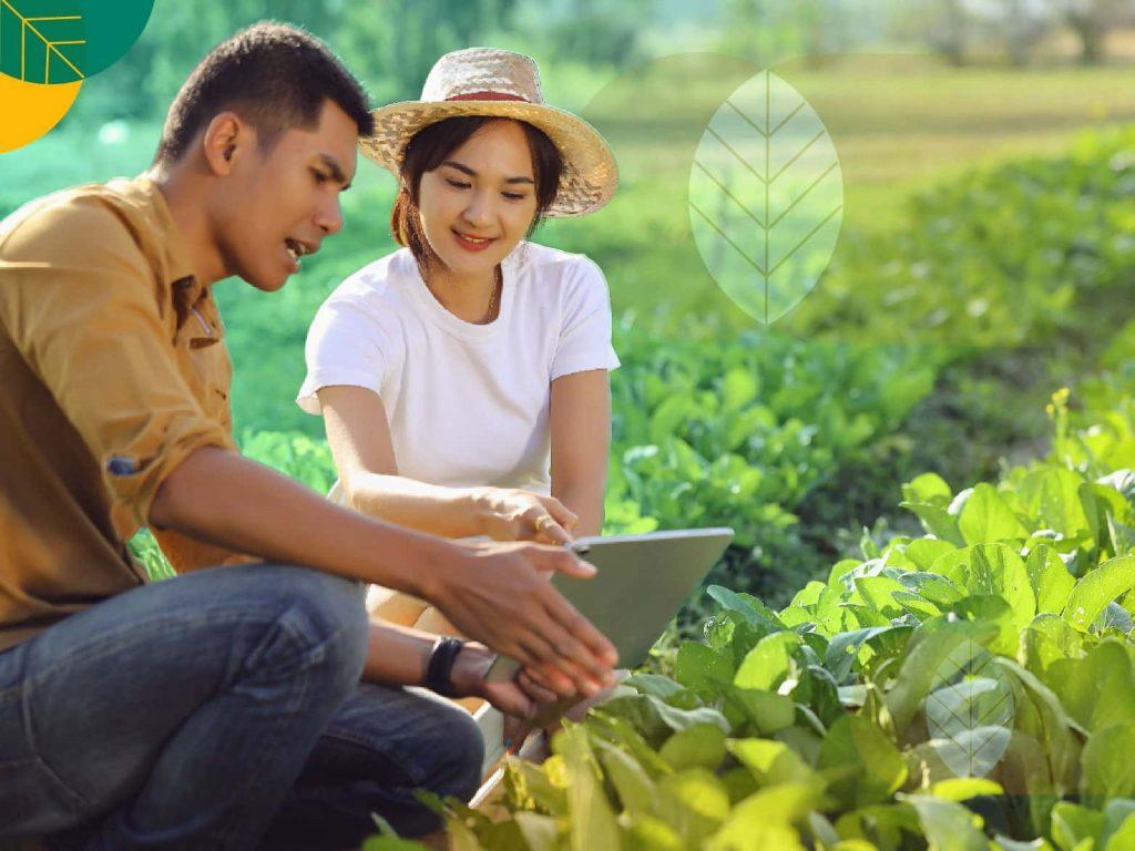 Gokomodo startup agritech