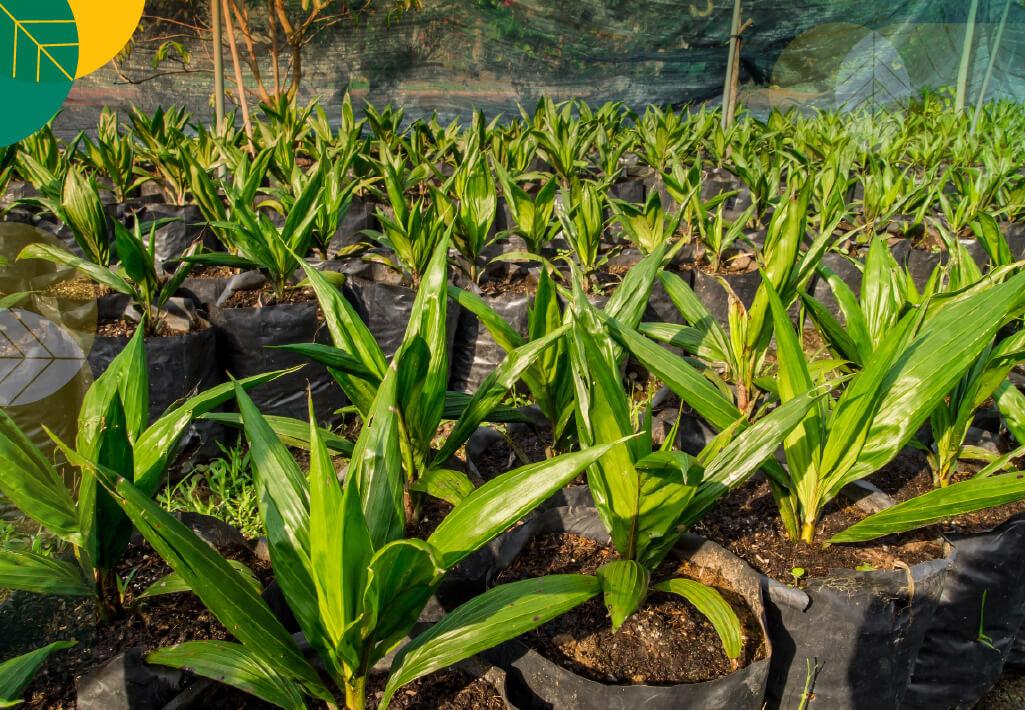 Pemeliharaan bibit sawit