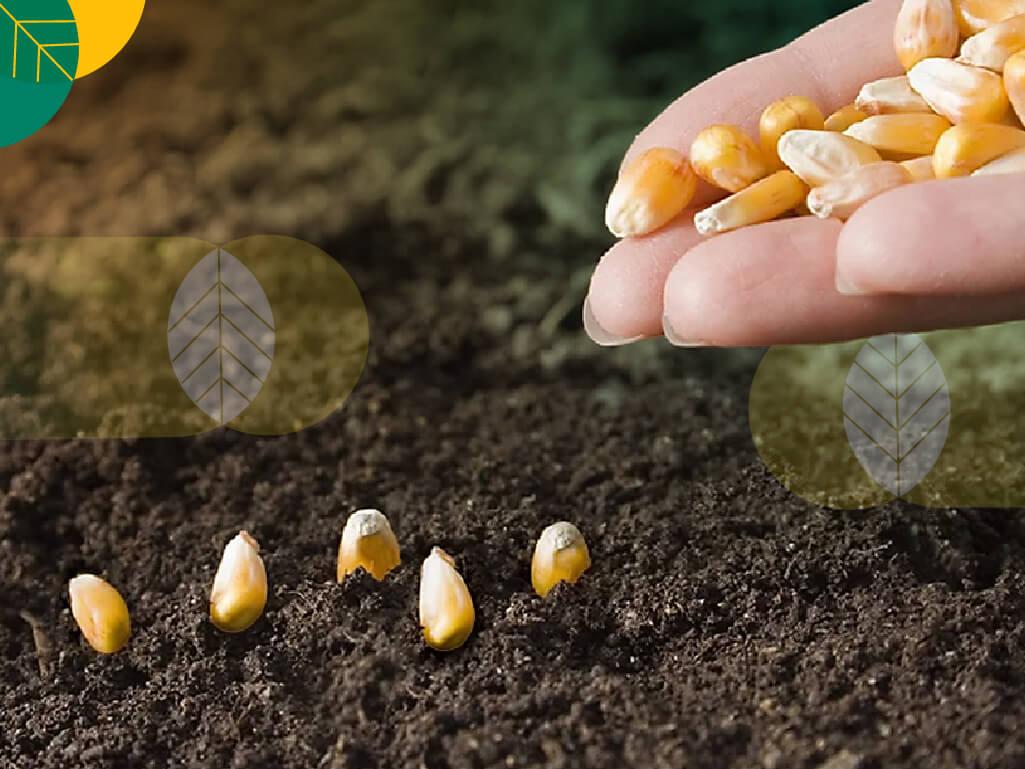 Bibit jagung terbaik