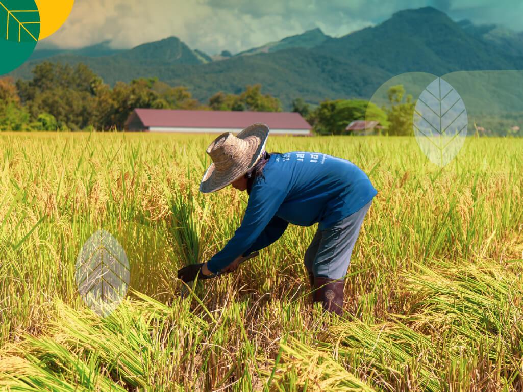 panen dan pascapanen padi