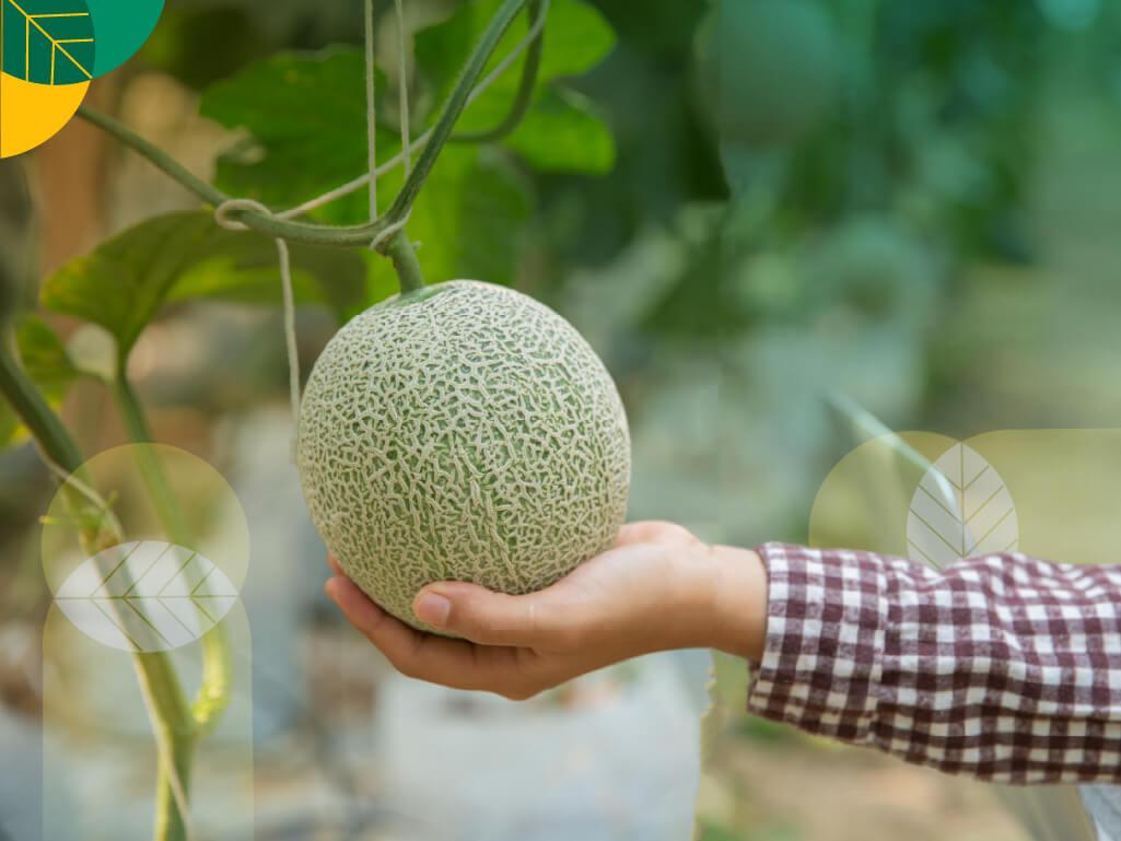 Budidaya Melon