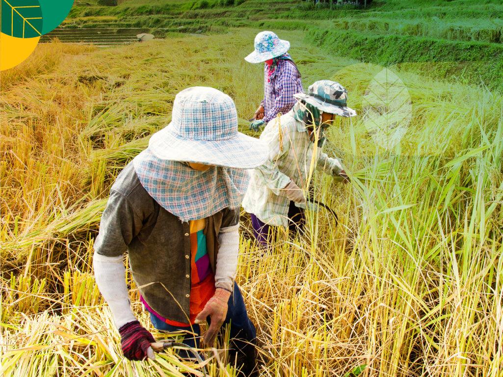 Negara ASEAN bergantung pertanian
