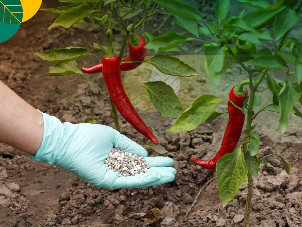 Pupuk kalsium untuk cabai