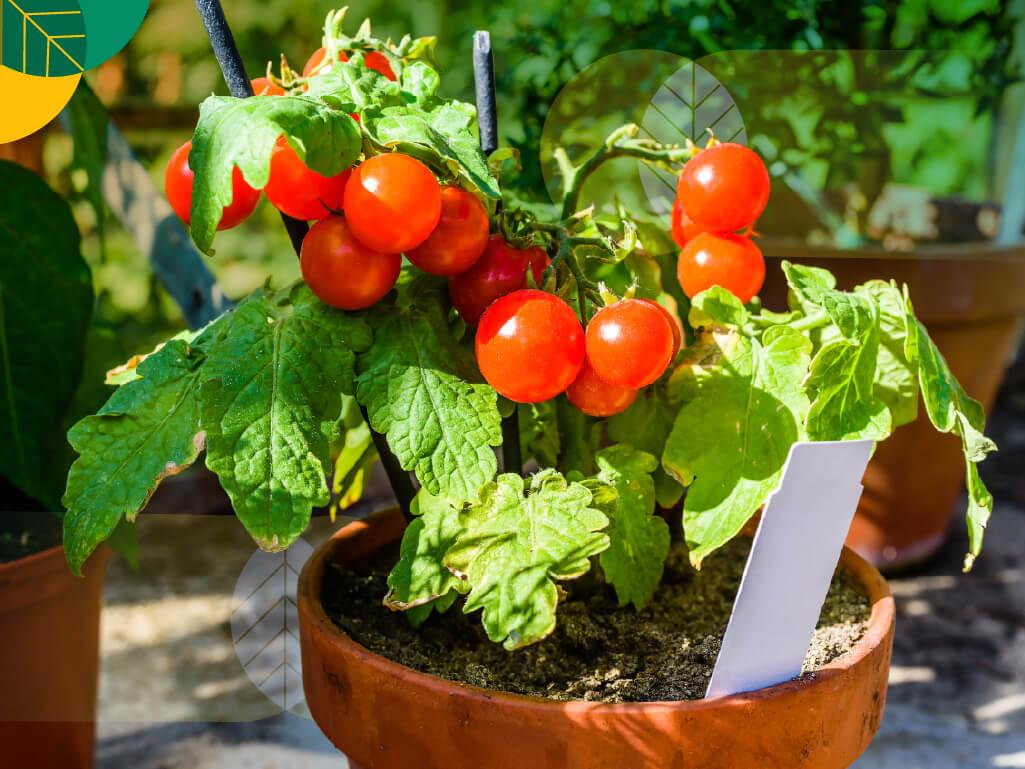 Budidaya Tomat