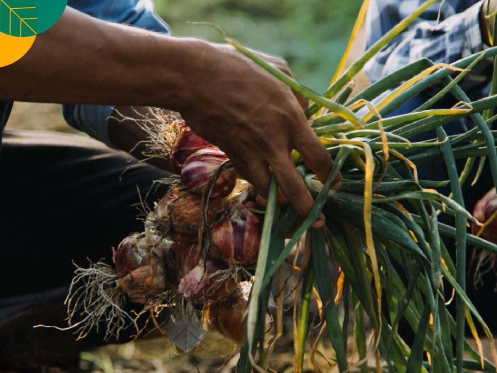 Budidaya Bawang Merah