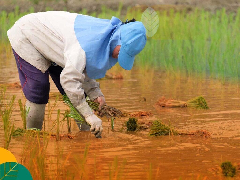 Sawah Surjan