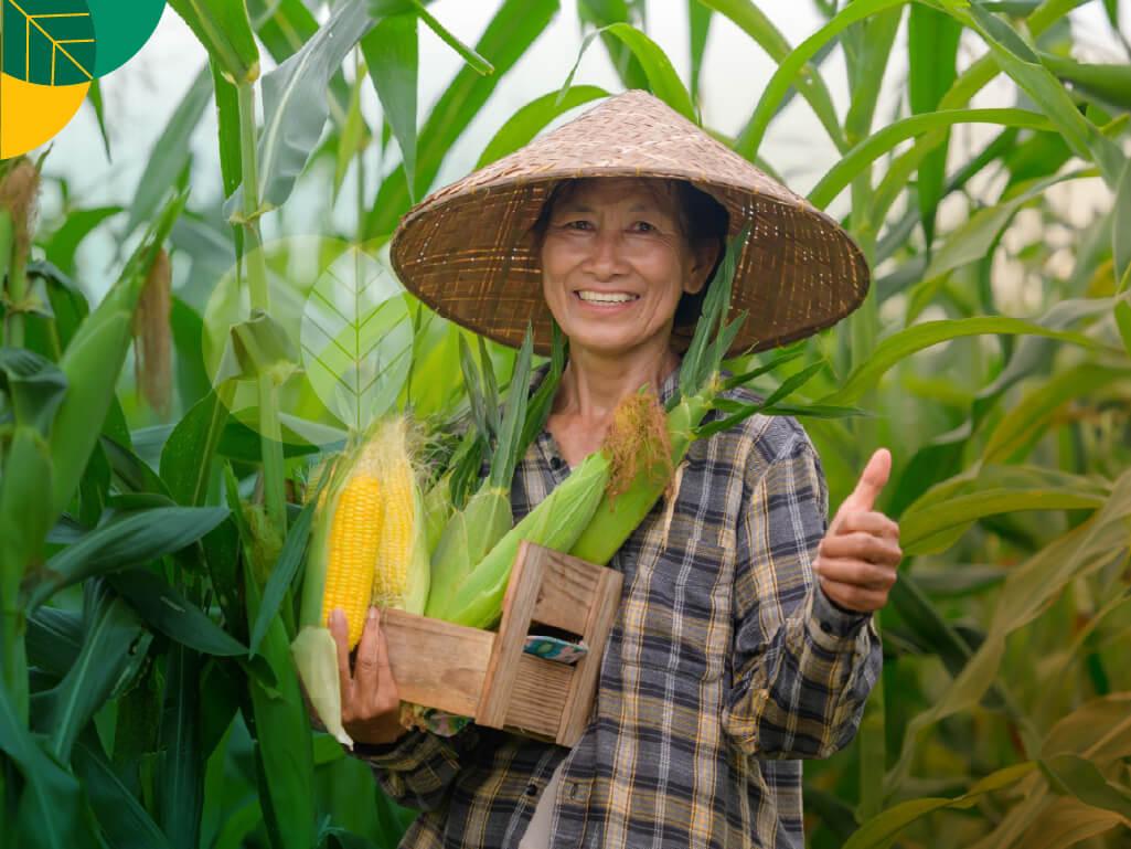 Menanam Jagung