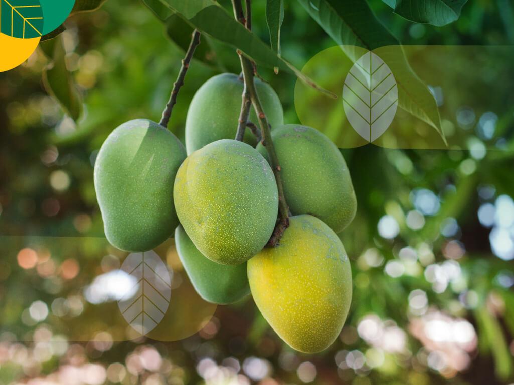 Jenis Mangga di Indonesia