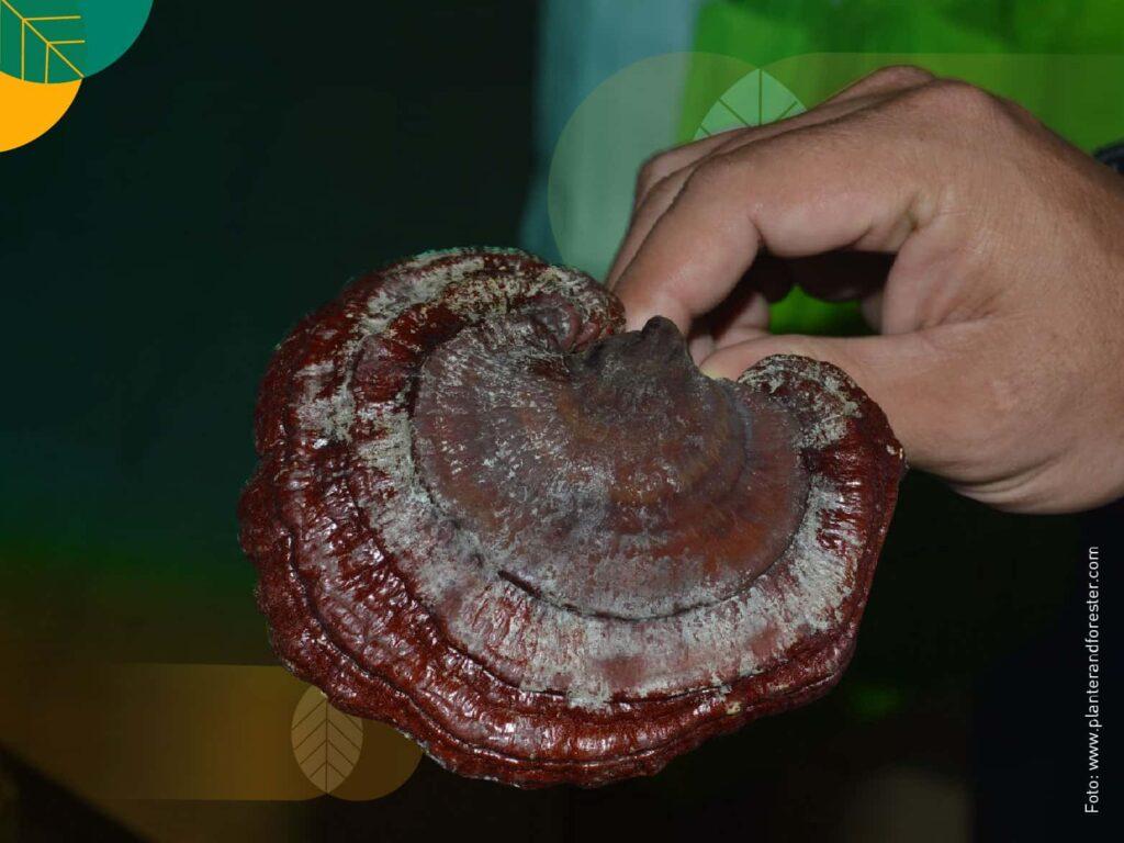 serangan jamur kelapa sawit