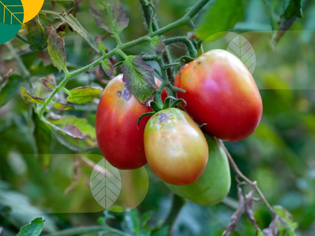 hama penyakit tanaman