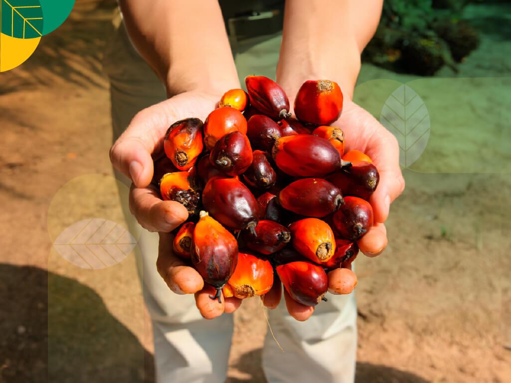 Fakta dan Mitos Kelapa Sawit