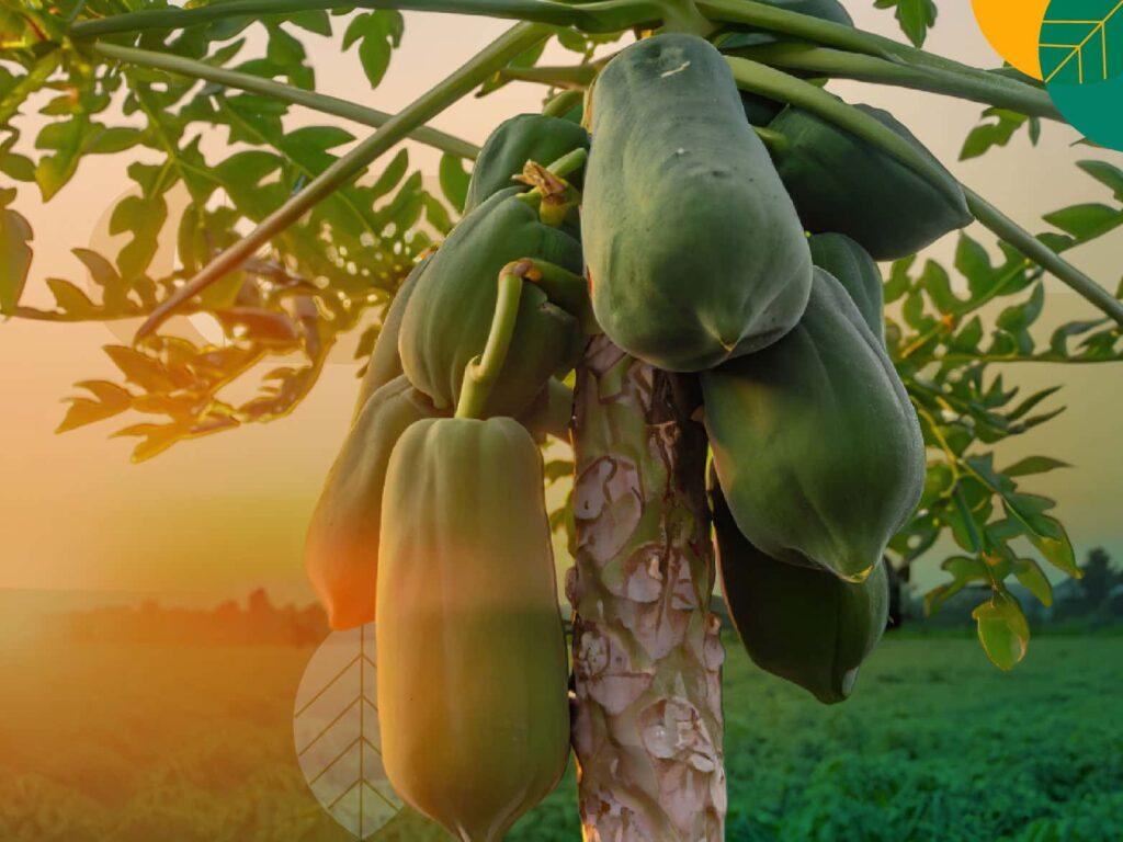 Tanaman Buah Cepat Panen