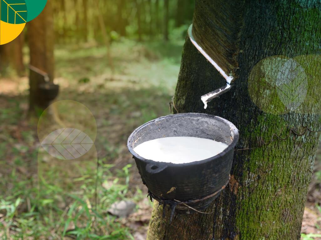 fakta menarik pohon karet