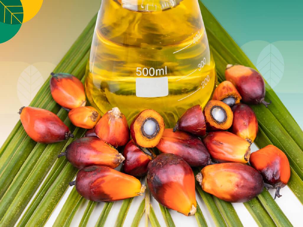 potensi kelapa sawit