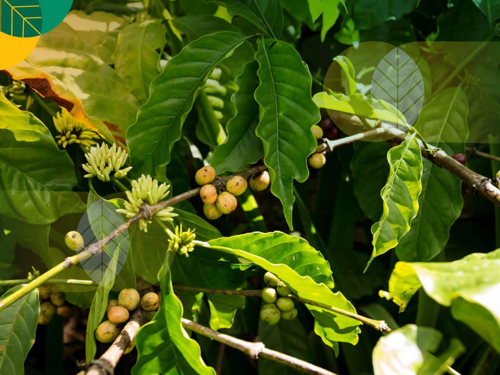 penaung kopi