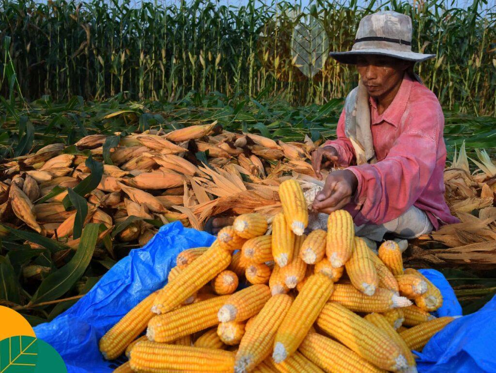 kandungan nutrisi jagung