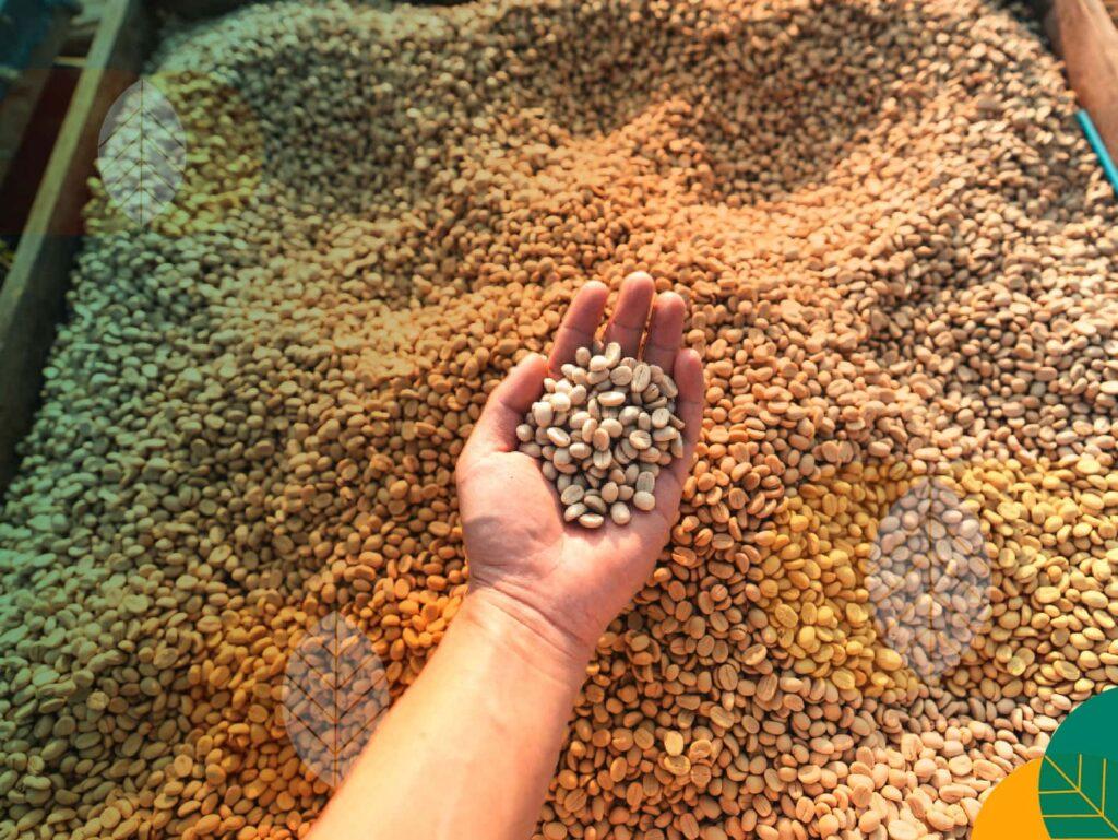 Biji Kopi Berkualitas