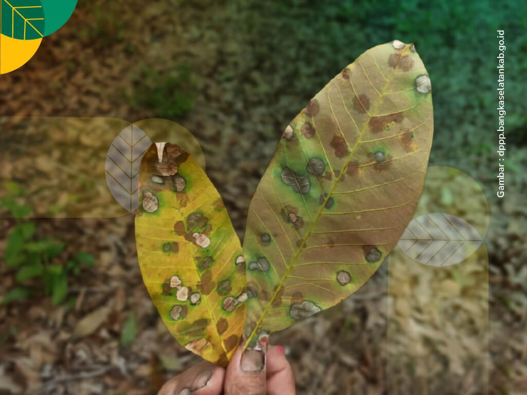 penyakit daun gugur karet