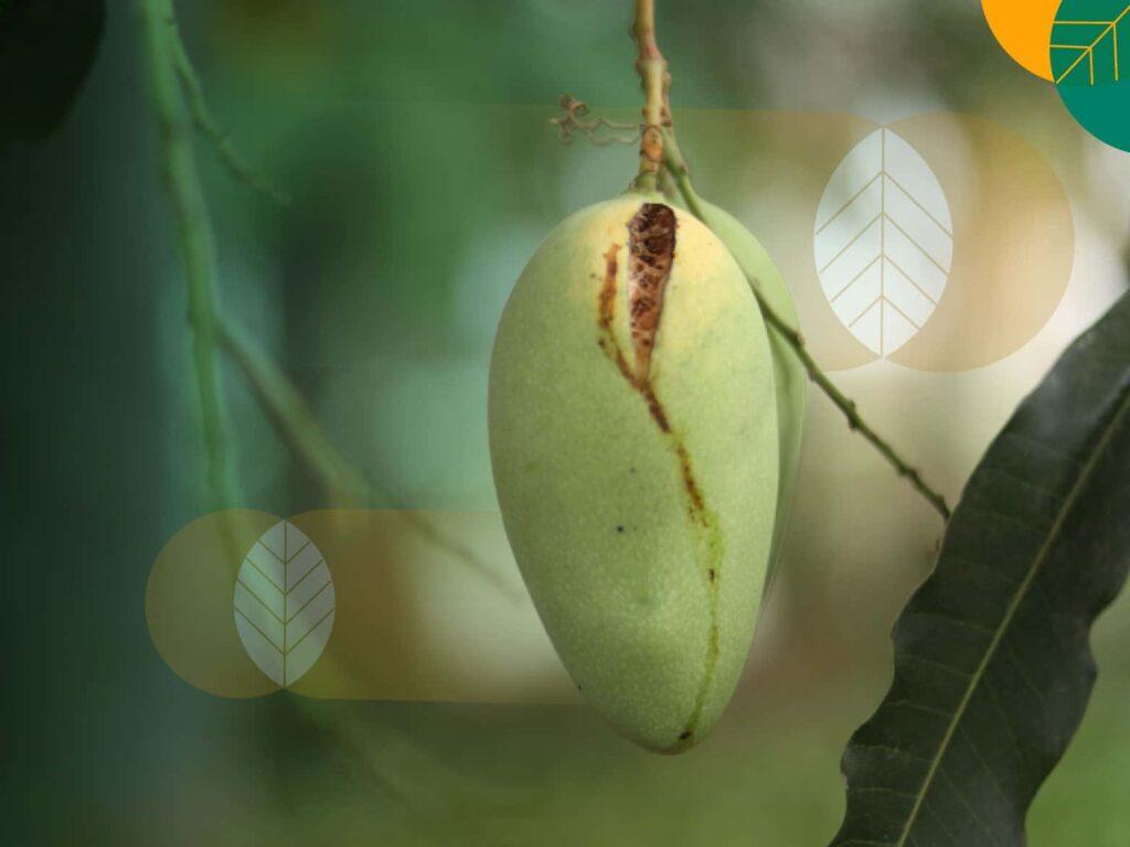 hama pohon mangga