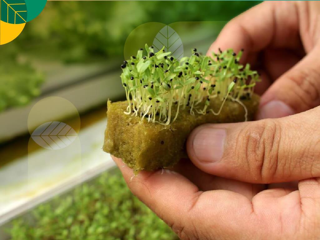 Media Tanam Hidroponik