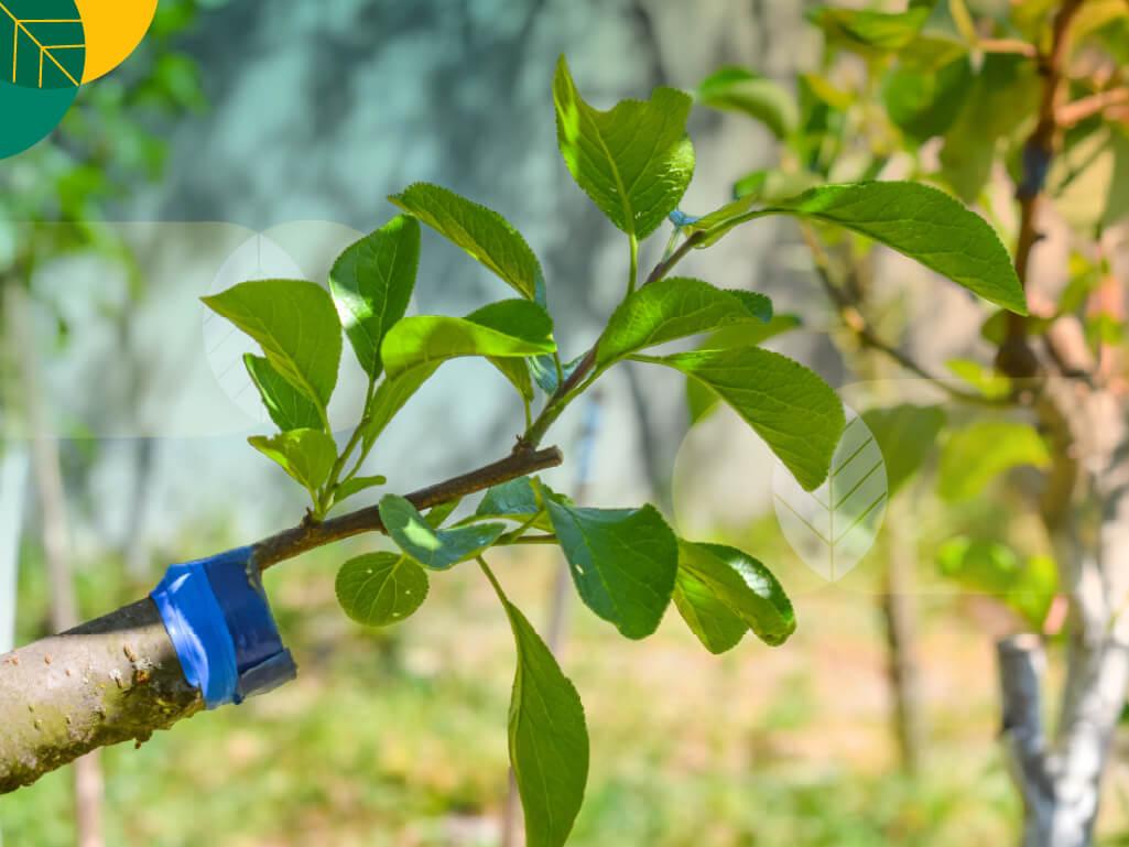 Perkembangbiakan Vegetatif