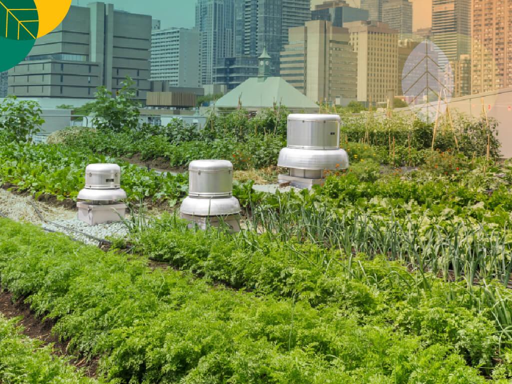 urban farming