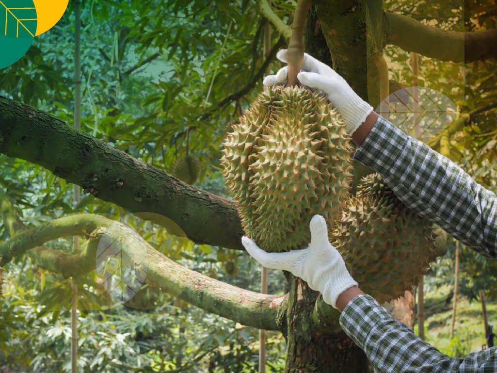 Perawatan Tanaman Durian