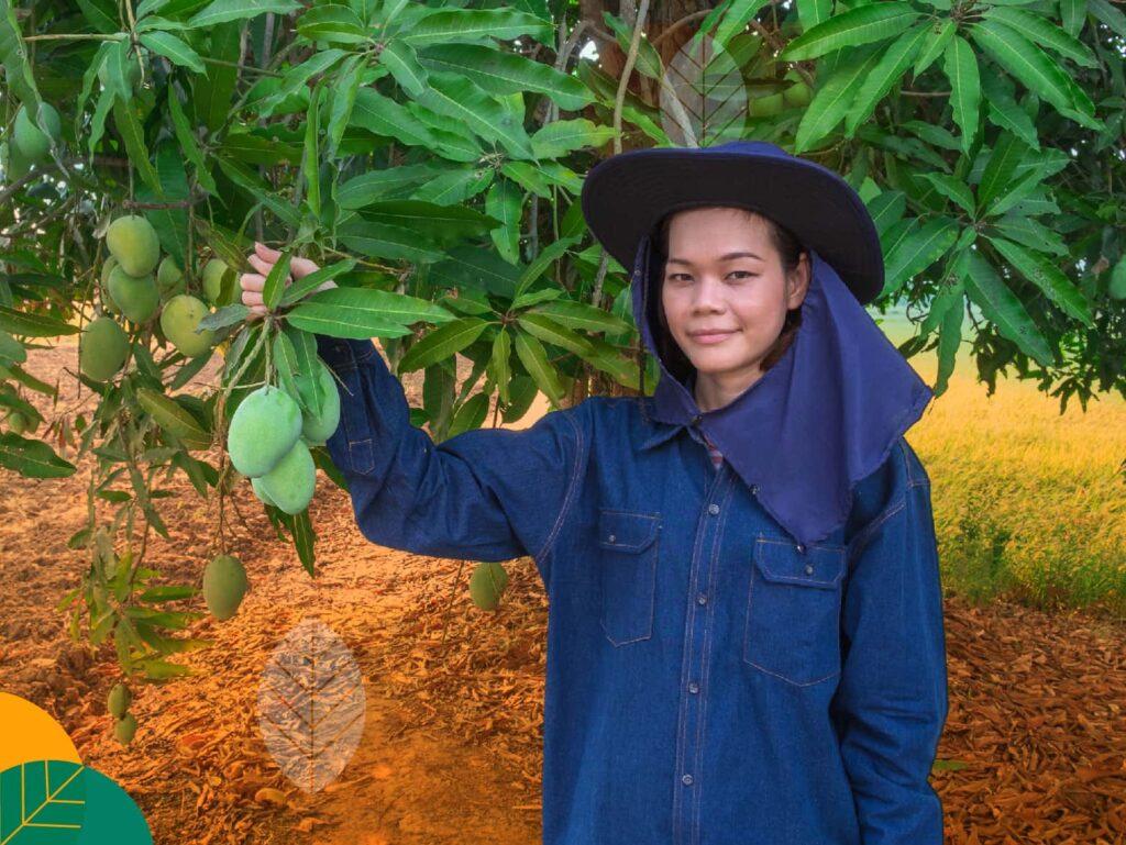 Panen dan Pascapanen Mangga