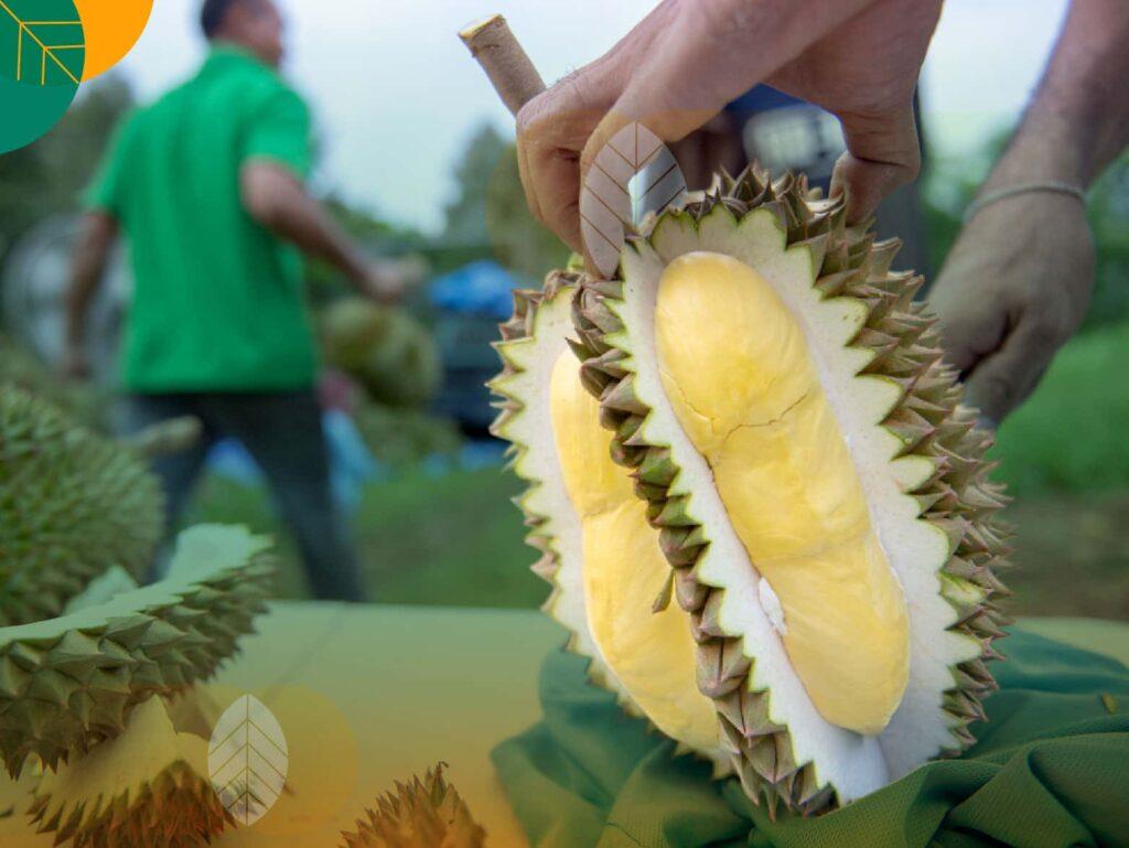 jenis durian