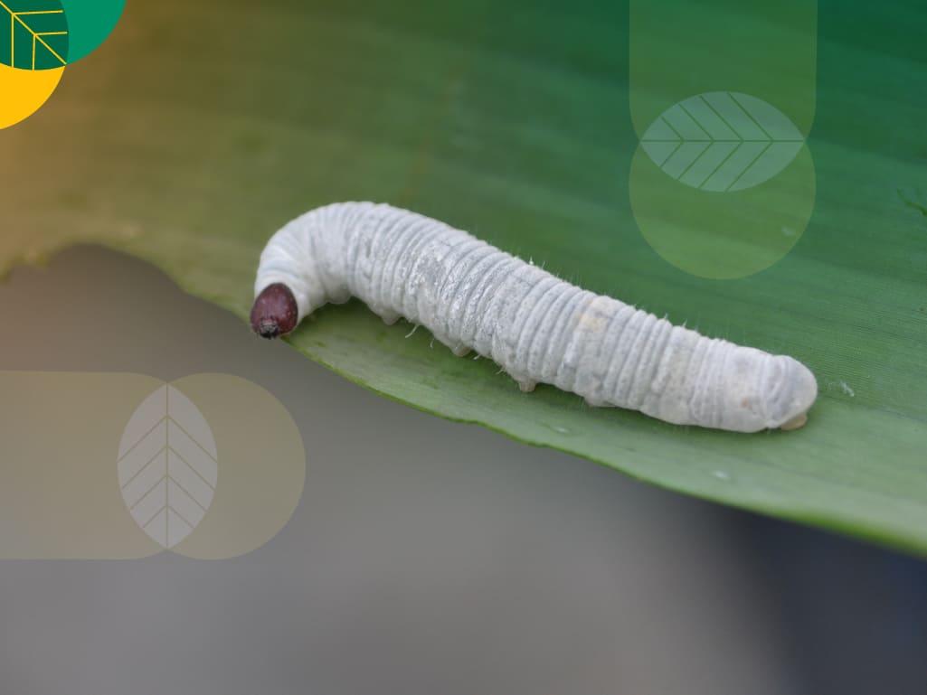 Ulat Penggulung Daun Pisang