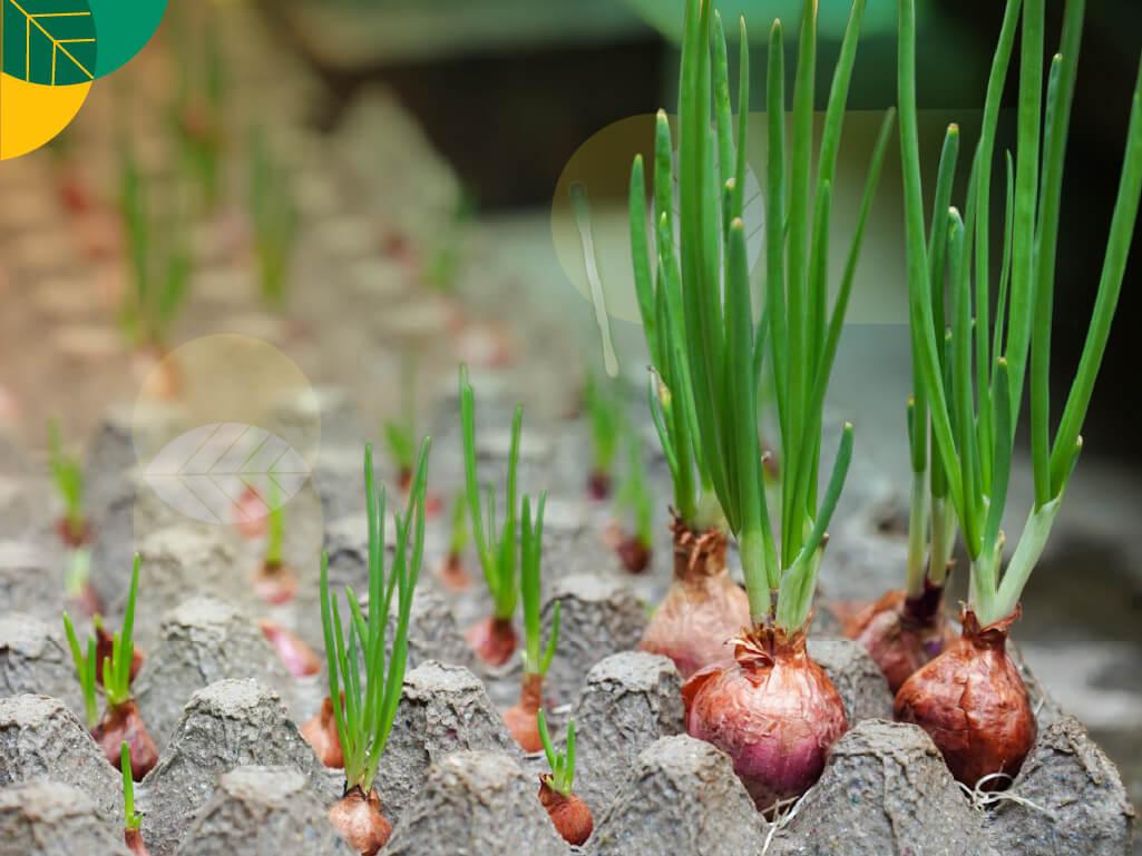 Bibit Bawang Merah