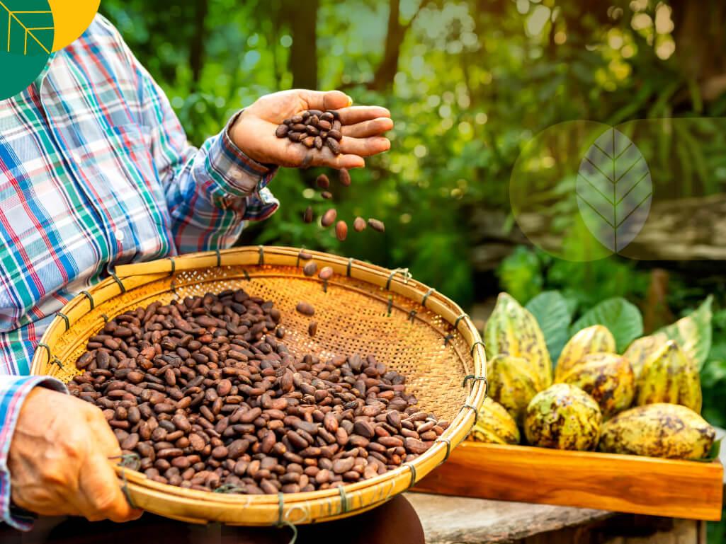 Panen Pasca Panen Buah Kakao