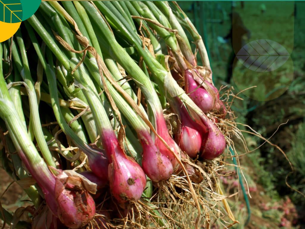 Menanam Bawang Merah
