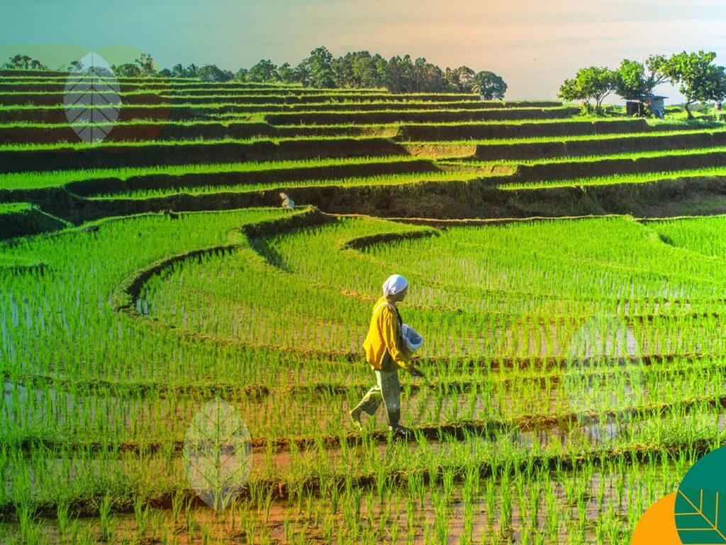 Jenis Sawah