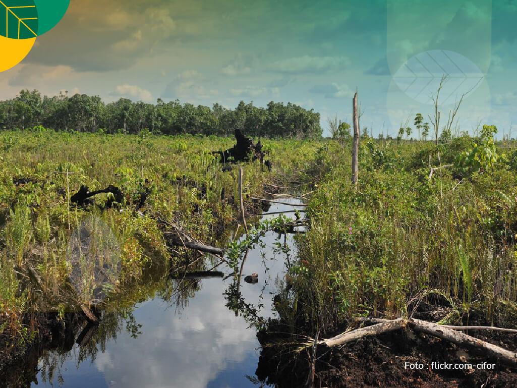 lahan gambut
